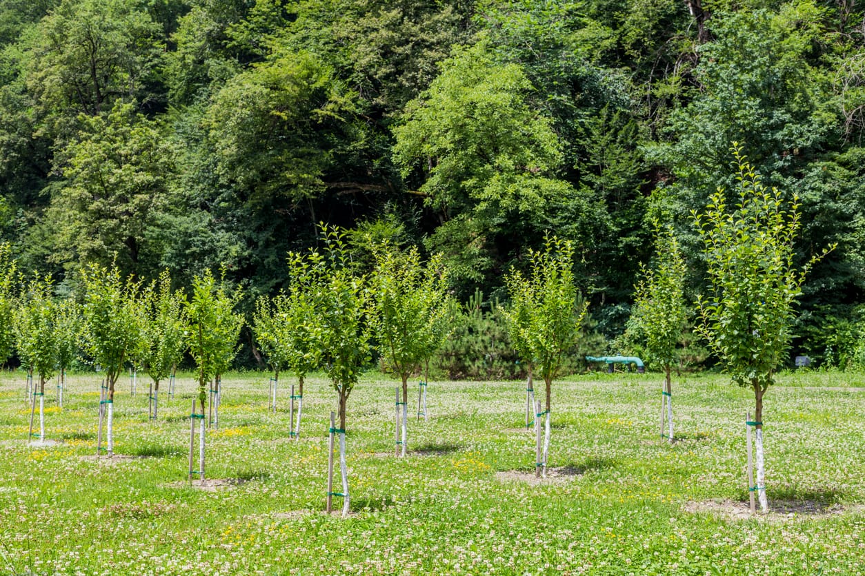 Tree & Shrub Installation